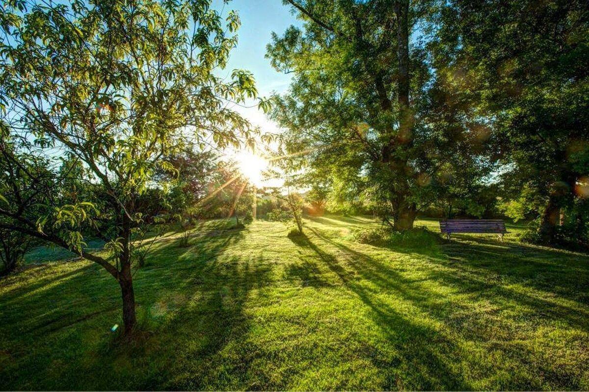 The sun is shining through the trees in a park