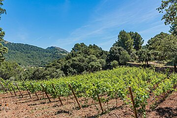 A vineyard with trees and mountains in the background