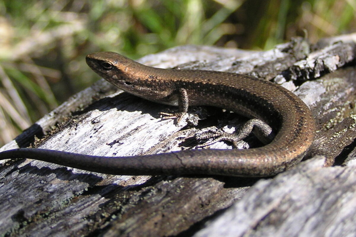 A skink - common in parts of france