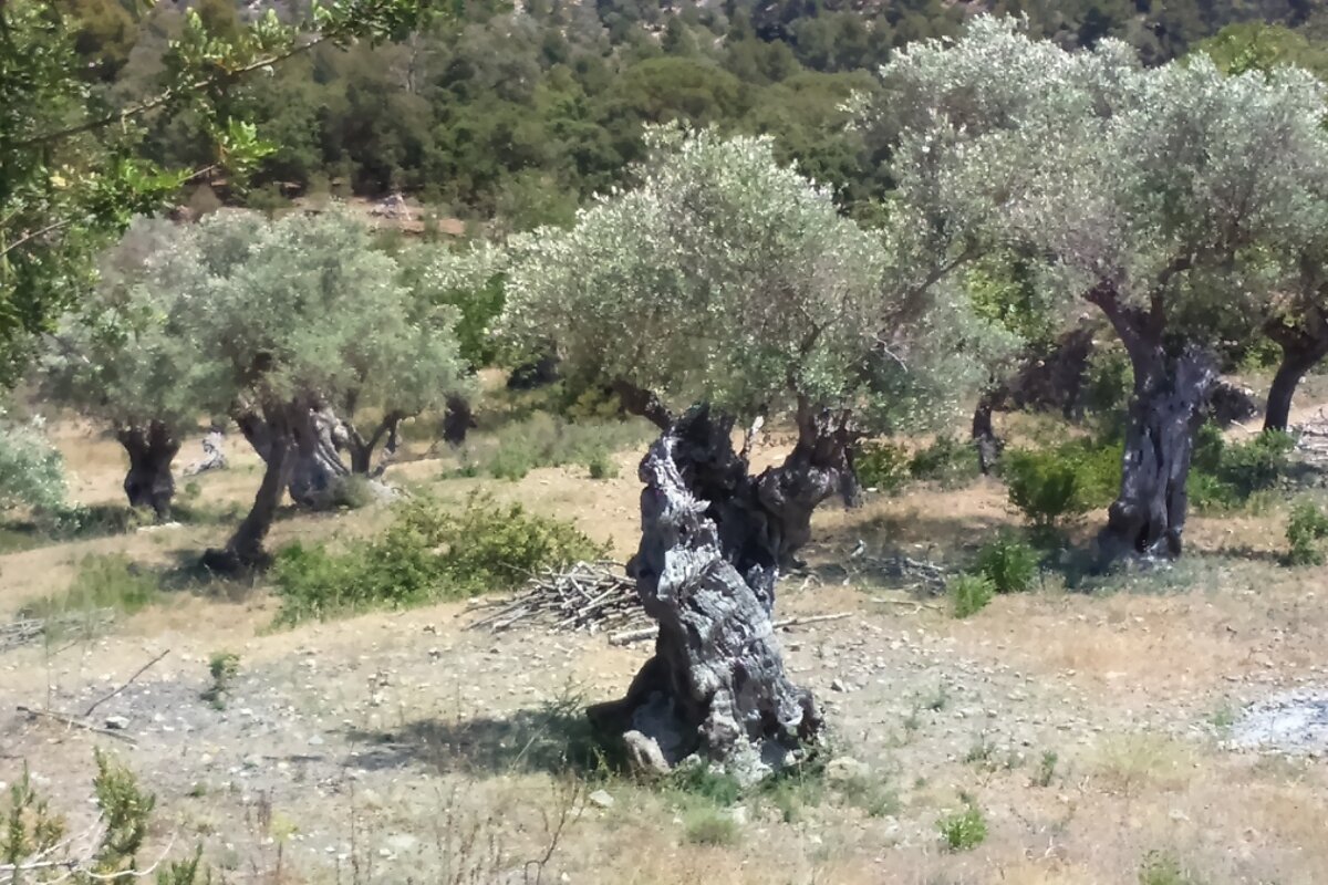 gnarled olive trees in mallorca