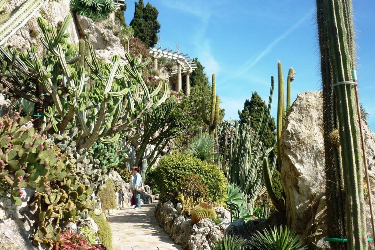 succulents and cactus in the exotic garden of Eze