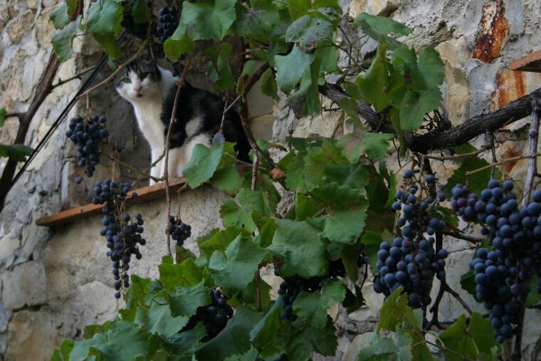 Cat posing amongst the grapes in Touet-sur-Var