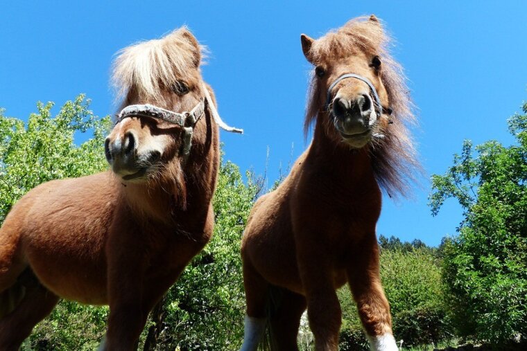 Free Pony Rides