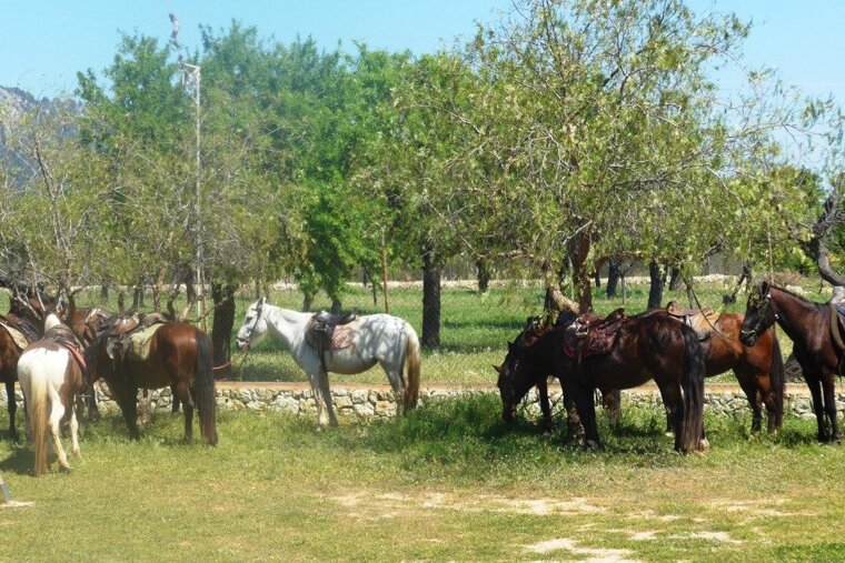 Horses have a well-earned break at lunch