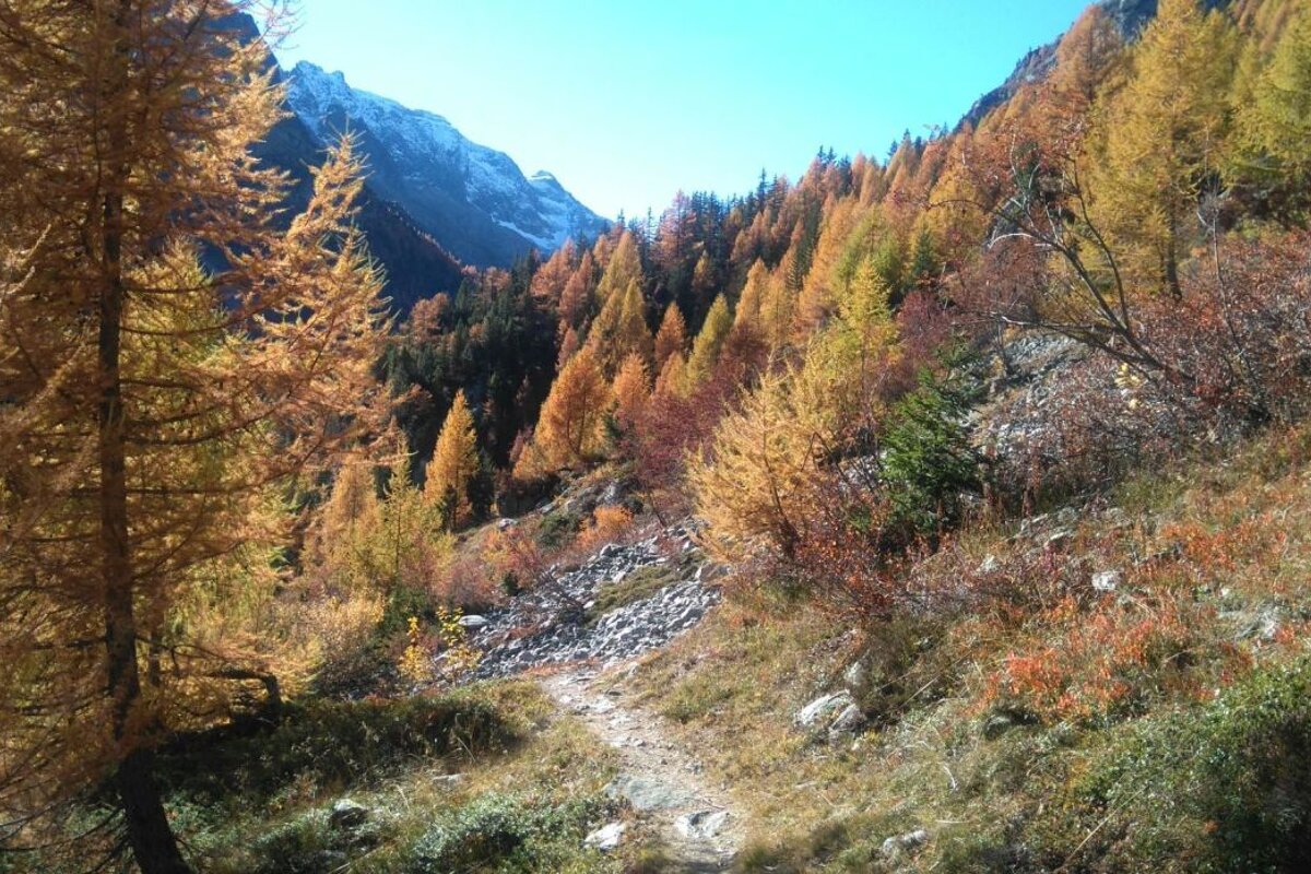 autumn trees in Chamonix