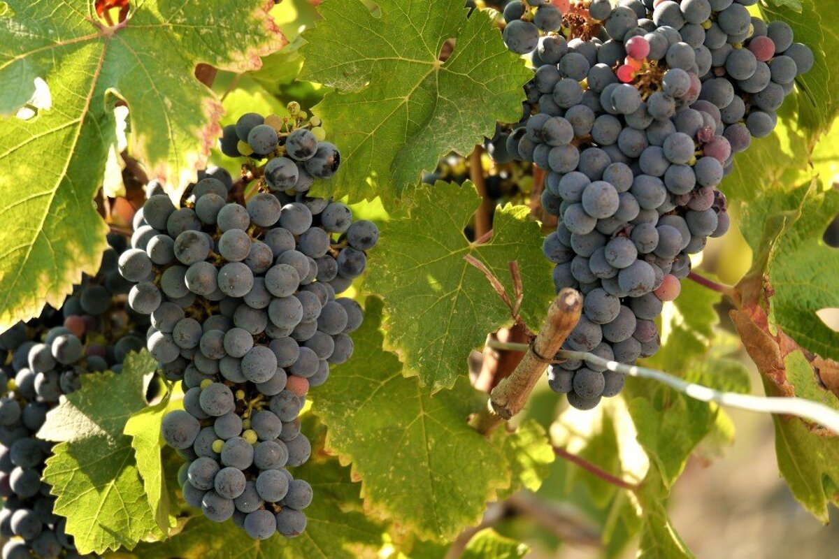 grapes on teh vine in france