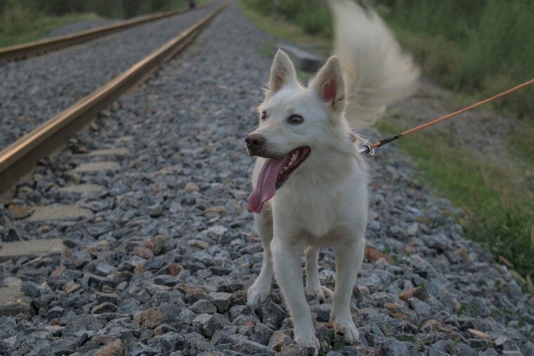 Dog by a railway