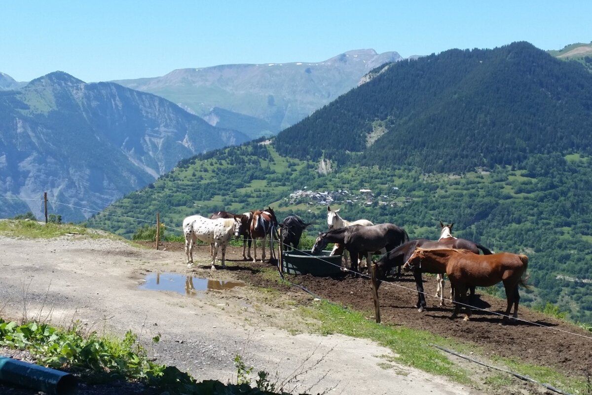 horses in a field in 2 Alpes
