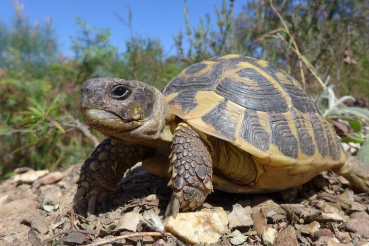 Le Village des Tortues Carnoules