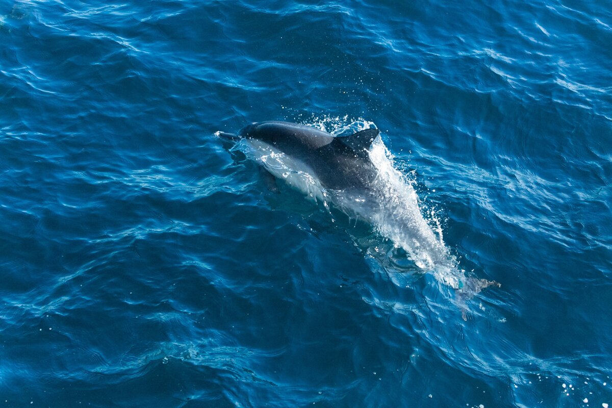 Dolphin Watch Southwest Coast Boat Trip, Santa Ponsa | SeeMallorca.com