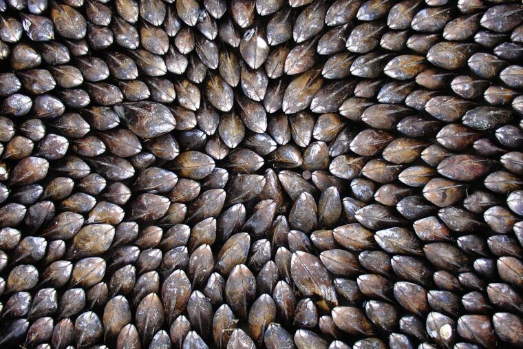 Eclade - the mussels arranged for cooking