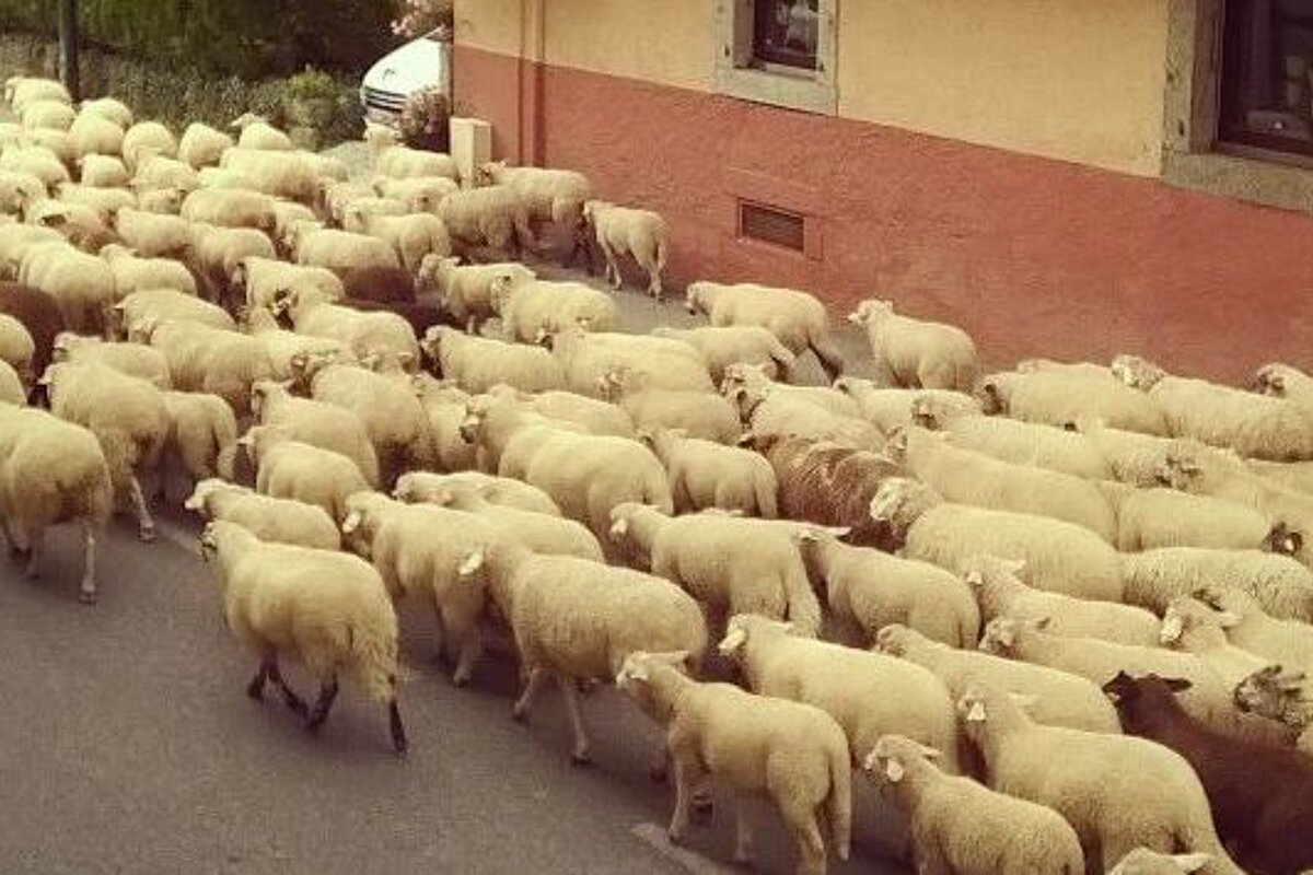Sheep being taken through the streets of chamonix