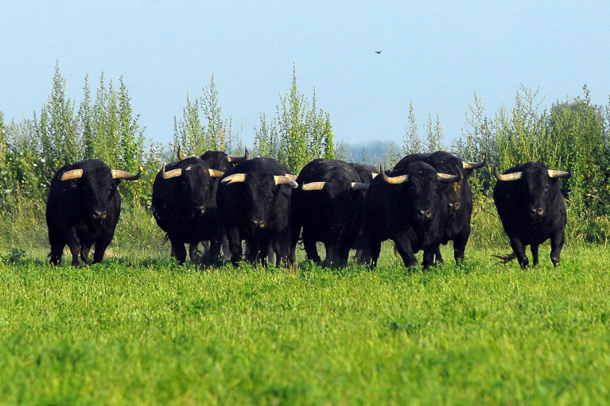 bulls in a field in the camargue