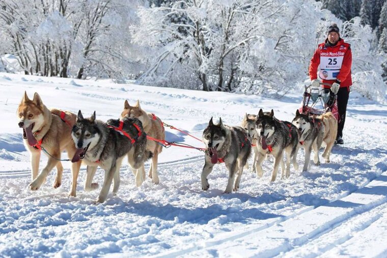 La Grande Odyssee, Husky Dog Race