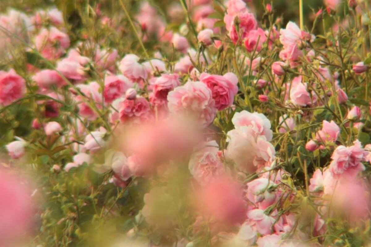 The rose fields of Grasse