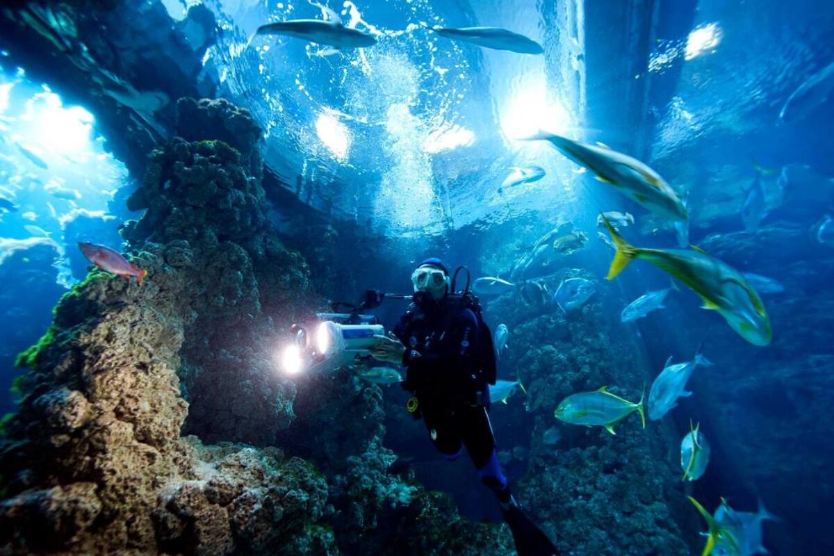 Marine life at the museum of Oceanography in moncao