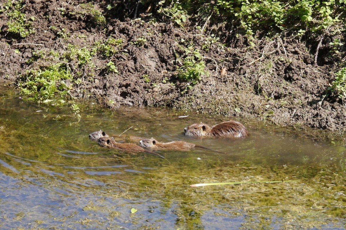 a family of river otters in a small stream by the dordogne river
