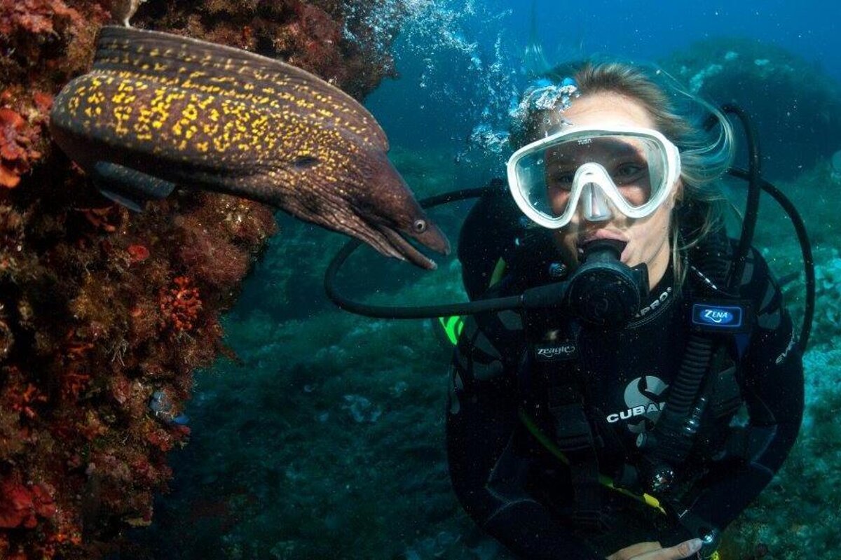 A moray eel in the waters of Mallorca