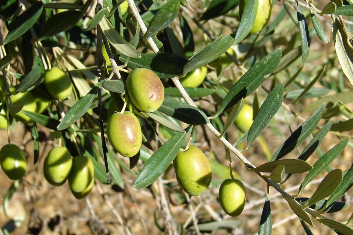 olives on the branches of an olive tree
