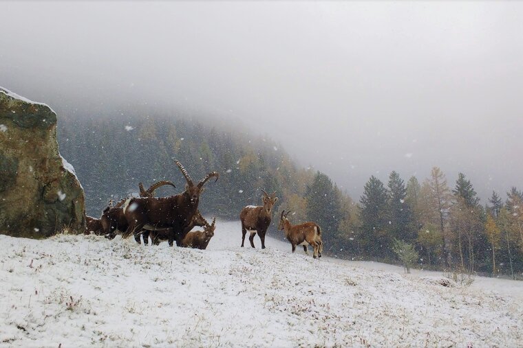 Parc animalier de Merlet