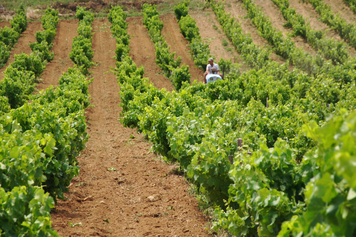 Domaine Du Banneret Vineyard Chateauneuf Du Pape Seeprovence Com Domaine Du Banneret Vineyard Chateauneuf Du Pape Seeprovence Com