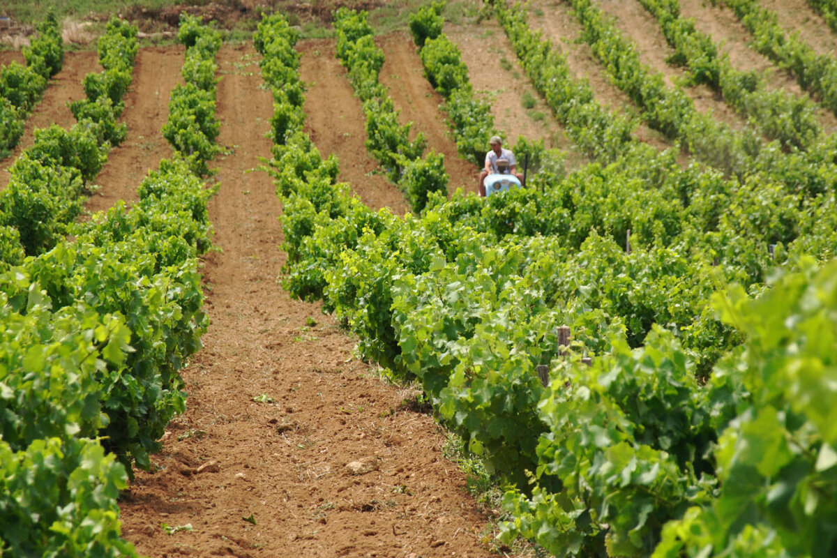 Domaine Du Banneret Vineyard Chateauneuf Du Pape Seeprovence Com