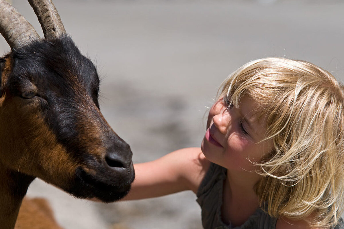 a girl petting a goat