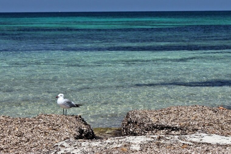 Seagull in Mallorca