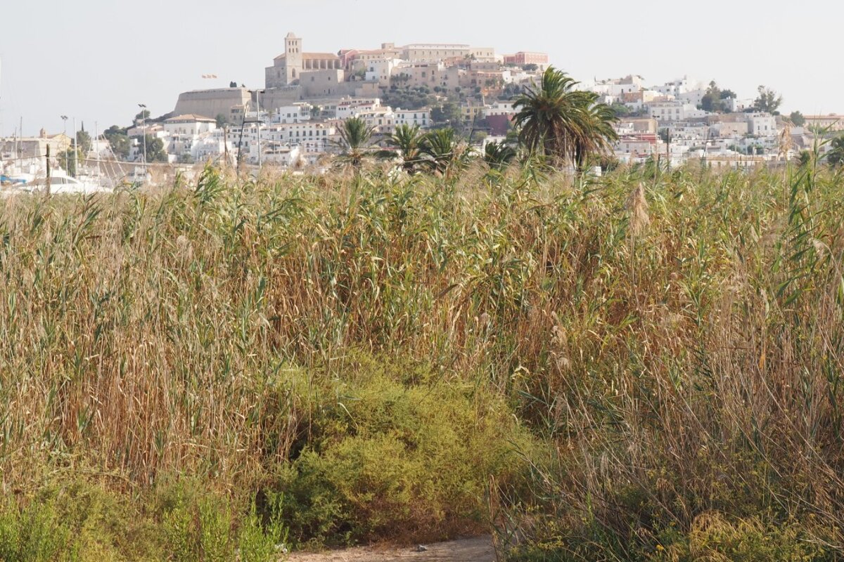 The vegetable garden and Dalt Vila in the background