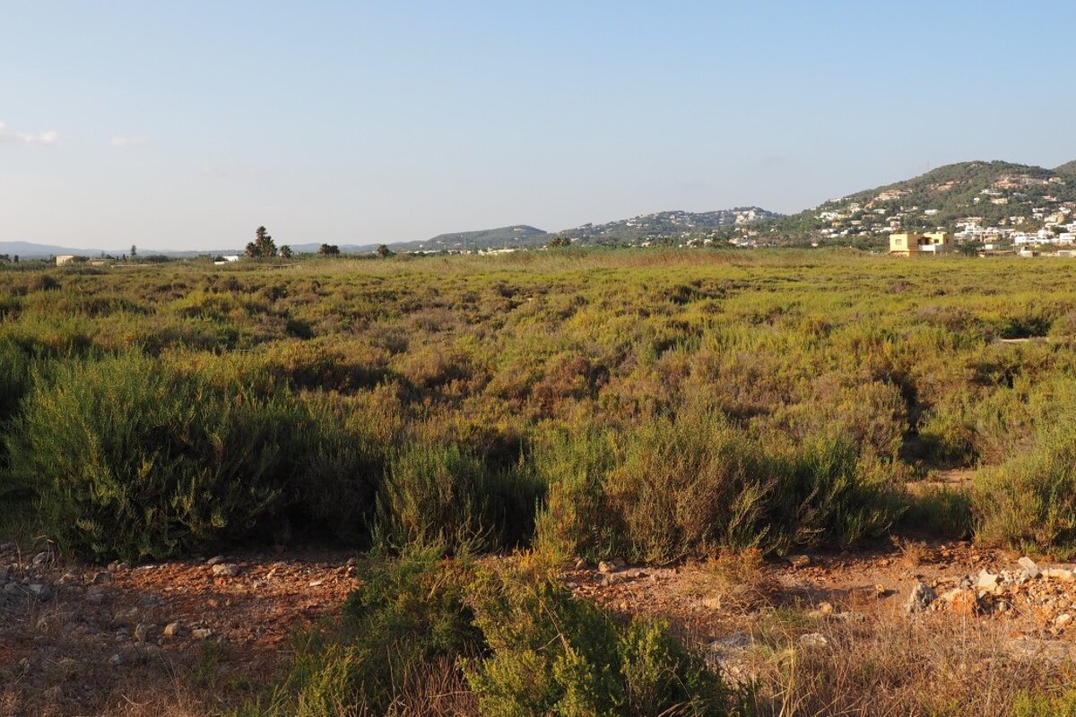 No urban development on the nature are of ses feixes ibiza