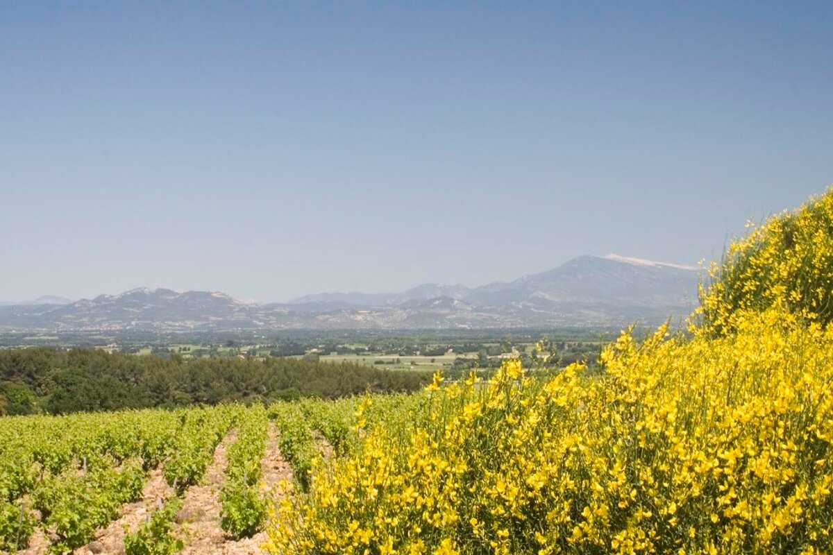 Domaine Juliette Avril Vineyard Chateauneuf Du Pape Seeprovence Com