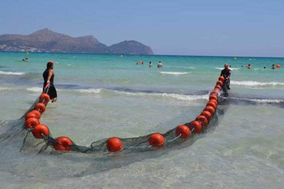 Mallorca S Invasion Of The Jellyfish Seemallorca Com