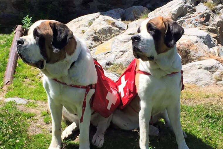 Saint Bernard Dogs Museum, Martigny