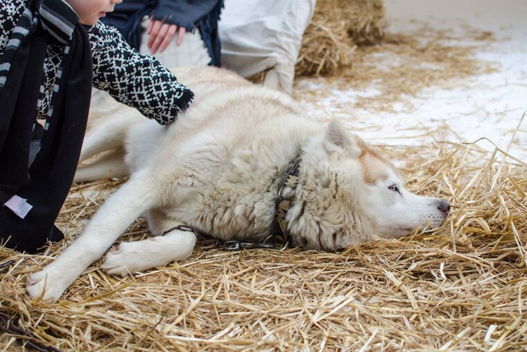 Husky in Les Gets